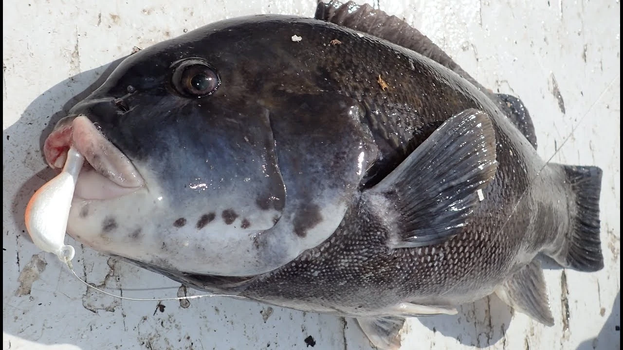 S&S Bucktails John Skinner Porgy & Blackfish Jigs - Image 2